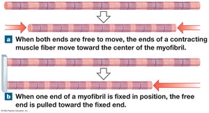 Shortening of muscle fibers during contraction