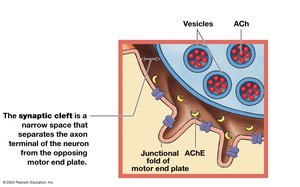 NMJ showing synaptic cleft and ACh vesicles