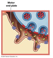 Release of ACh into synaptic cleft