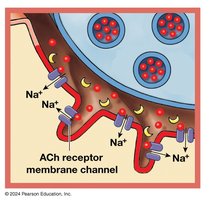 ACh binding to receptors and Na+ influx
