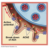 Breakdown of ACh and propagation of action potential