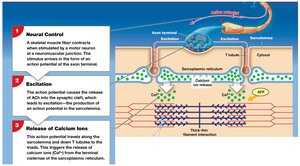 Excitation-contraction coupling: neural control, excitation, and Ca2+ release
