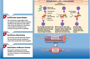 Excitation-contraction coupling: contraction cycle and tension generation