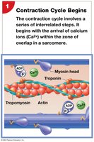 Contraction cycle begins: Ca2+ arrival