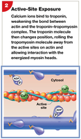 Active-site exposure: Ca2+ binds troponin