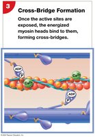 Cross-bridge formation: myosin binds actin