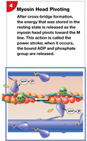 Myosin head pivoting: power stroke