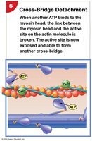 Cross-bridge detachment: ATP binds myosin