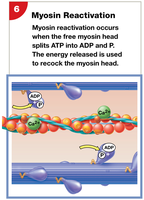 Myosin reactivation: ATP hydrolysis