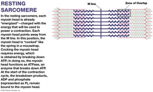 Resting sarcomere: myosin heads energized