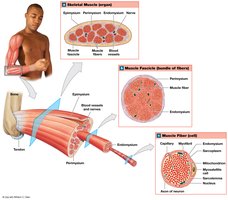 Organization of skeletal muscle showing muscle, fascicle, and fiber structure