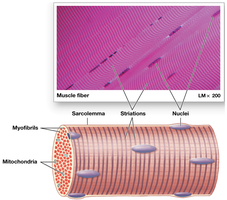 Skeletal muscle fiber with striations and nuclei