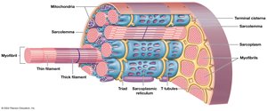Internal organization of a skeletal muscle fiber showing myofibrils, sarcolemma, and SR