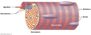 Myofibril structure with sarcolemma, sarcoplasm, and striations