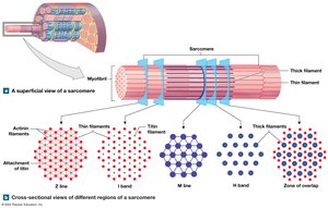 Superficial and cross-sectional views of a sarcomere