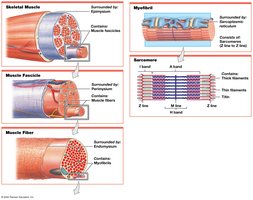 Levels of functional organization in a skeletal muscle