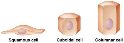 Squamous, cuboidal, and columnar cell shapes