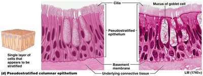 Pseudostratified ciliated columnar epithelium
