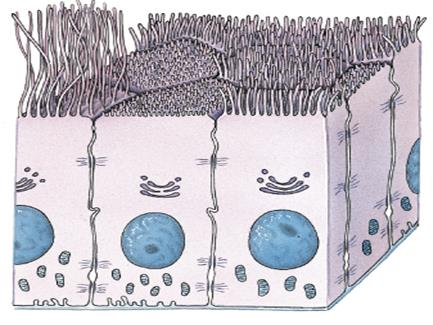 Epithelial tissue illustration
