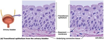 Transitional epithelium