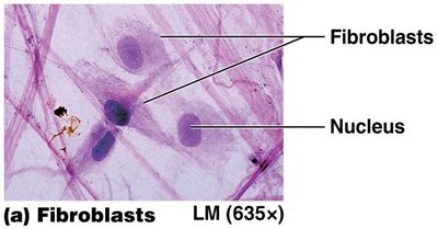 Fibroblasts in connective tissue