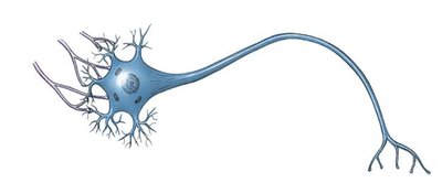 Neuron illustration