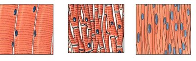 Types of muscle tissue: skeletal, cardiac, smooth