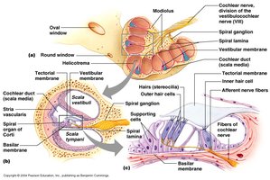 Structure of the Organ of Corti with hair cells and membranes