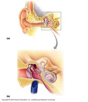Ossicles transmitting vibrations to the oval window