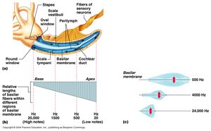 Basilar membrane vibration and hair cell activation