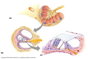 Hair cell excitation and nerve stimulation