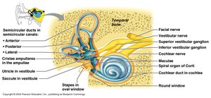 Semicircular canals and their orientation