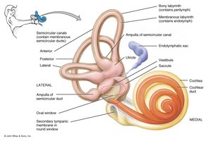 Structure of the macula with otoliths and hair cells
