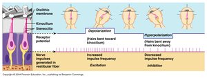 Otolithic membrane and hair cell response to head tilt