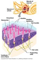 Macula of utricle and saccule with supporting cells and nerve fibers