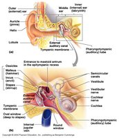 Anatomy of the outer, middle, and inner ear