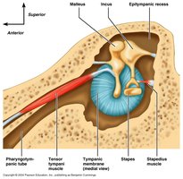 Detailed view of the middle ear ossicles and tympanic membrane
