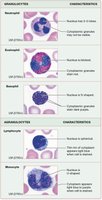 Granulocytes and agranulocytes under microscope