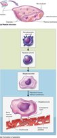 Platelet formation from megakaryocyte
