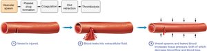 Vascular spasm in hemostasis