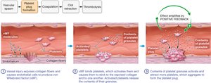 Platelet plug formation