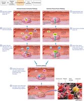 Coagulation cascade pathways