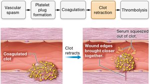 Clot retraction