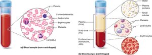 Centrifuged blood sample showing plasma, buffy coat, and erythrocytes