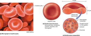Erythrocyte structure and hemoglobin composition