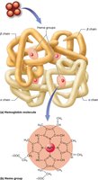 Hemoglobin molecule structure