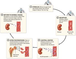 Erythropoiesis feedback loop