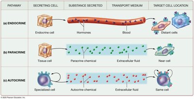 Three basic signaling pathways: endocrine, paracrine, autocrine