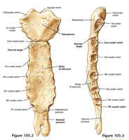 Labeled diagram of the sternum, showing manubrium, body, and xiphoid process