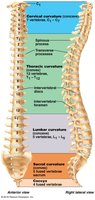 Diagram of the vertebral column showing regions and curvatures